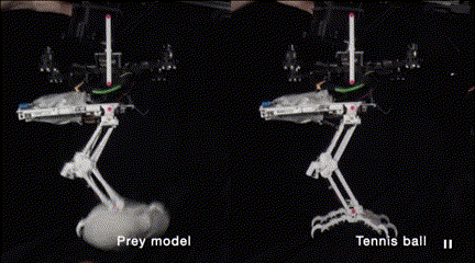 稳准狠! 斯坦福无人机空中捕猎，12毫秒精准捕获，猎鹰附身一抓一个准(图7)